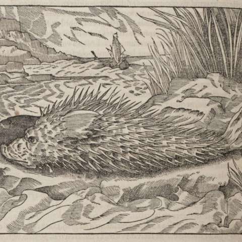 普遍宇宙誌の画像[8]サムネイル