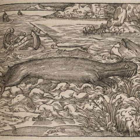 普遍宇宙誌の画像[10]サムネイル