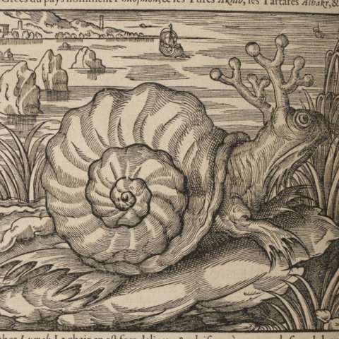 サルマティアン・シー・スネイルの画像[1]サムネイル