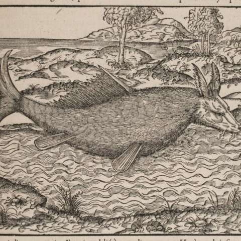 普遍宇宙誌の画像[14]サムネイル