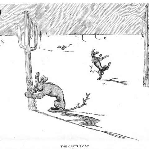 カクタス・キャットの画像[1]サムネイル