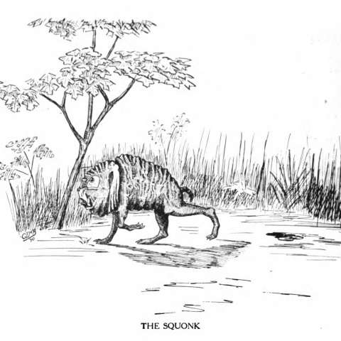 スクオンクの画像[1]サムネイル