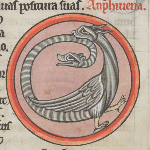 アンフィスバエナの画像[2]サムネイル