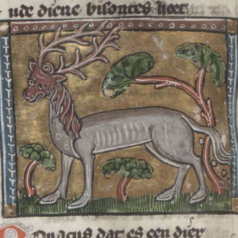 ボナコンの画像[1]サムネイル