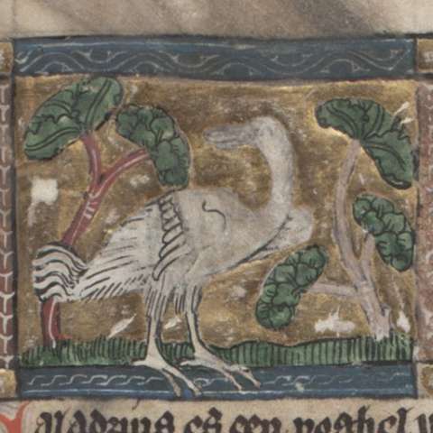 カラドリオスの画像[1]サムネイル