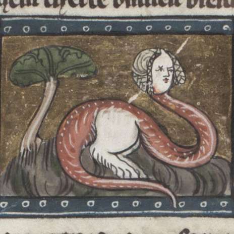 ドラコンコペデスの画像[1]サムネイル