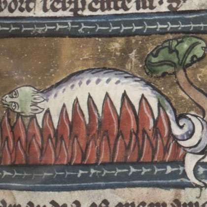 サラマンダーの画像[1]サムネイル