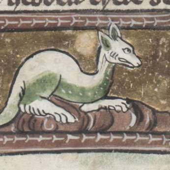 サラマンダーの画像[2]サムネイル