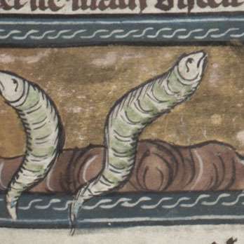 ワームの画像[1]サムネイル