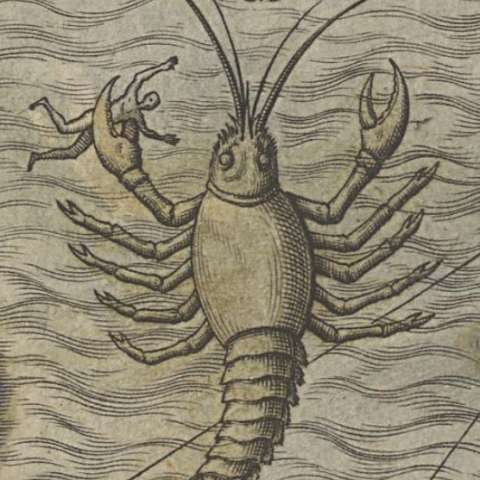 カルタ・マリナの画像[2]サムネイル