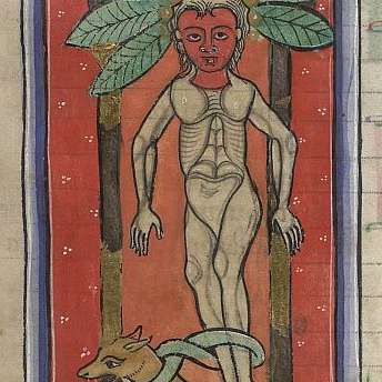 マンドラゴラの画像[1]サムネイル