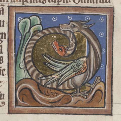 アンフィスバエナの画像[3]サムネイル