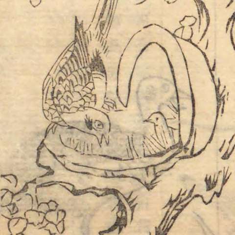 和漢三才圖會の画像[38]サムネイル