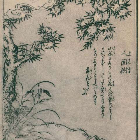 人面樹の画像[1]サムネイル