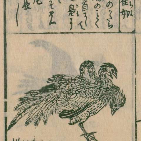 瞿如の画像[1]サムネイル