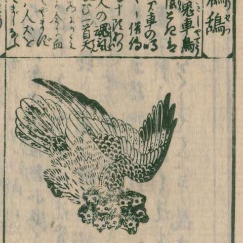 鬼車の画像[1]サムネイル