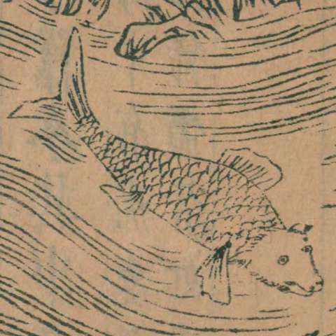 鮨魚の画像[1]サムネイル