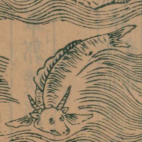 鱅鱅魚の画像[1]サムネイル