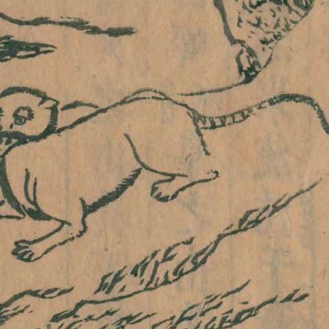 犰狳の画像[1]サムネイル