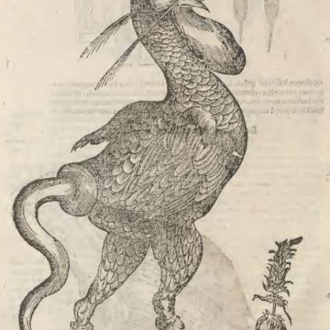 バシリスクの画像[2]サムネイル