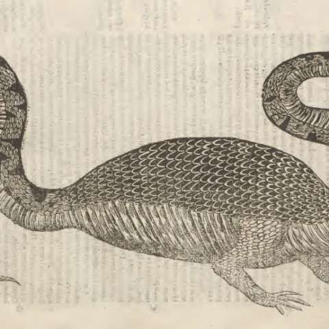 蛇とドラゴンの博物誌の画像[7]サムネイル