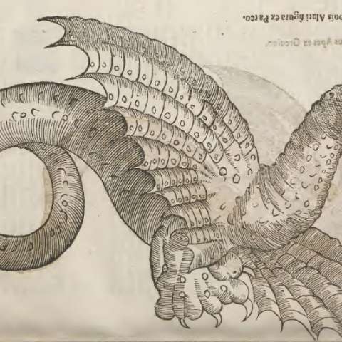 蛇とドラゴンの博物誌の画像[9]サムネイル