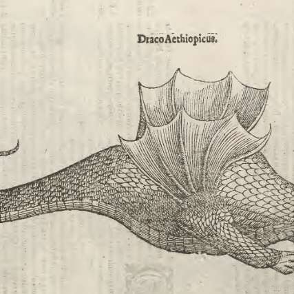 ドラコ・エチオピカスの画像[1]サムネイル