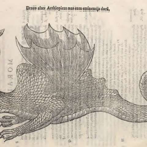 蛇とドラゴンの博物誌の画像[11]サムネイル