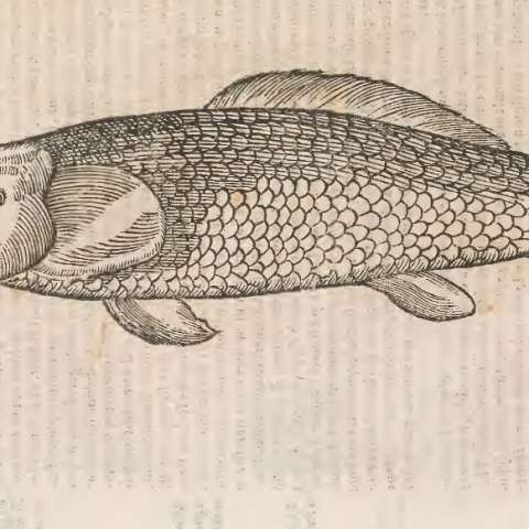 怪物誌の画像[5]サムネイル