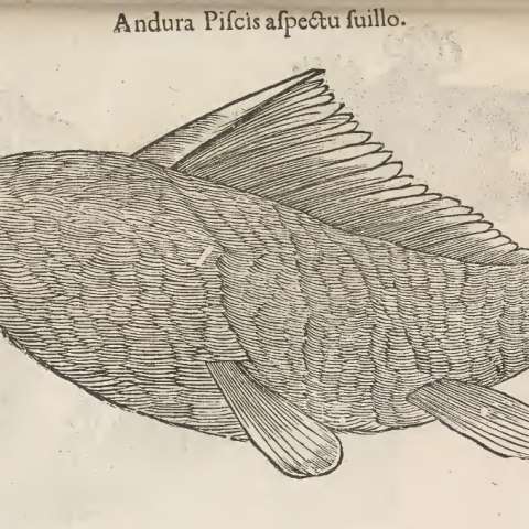 怪物誌の画像[14]サムネイル