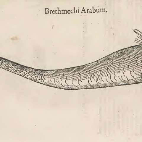 怪物誌の画像[15]サムネイル