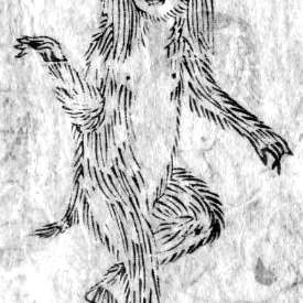 猩猩の画像[1]サムネイル